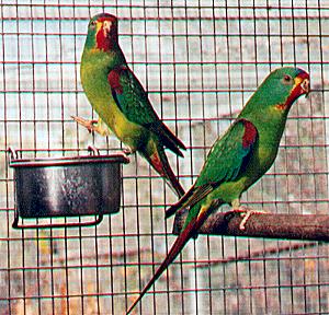 ChEbir16.JPG (31771 bytes)