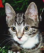 Telstra the kitten