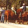 Droving cattle