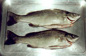 Cwfish2.JPG (14587 bytes)