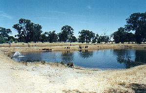 Cwfish3.JPG (16677 bytes)