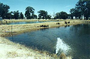 Cwfish4.JPG (19881 bytes)