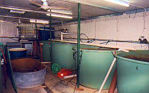 Cwfish5.JPG (16833 bytes)