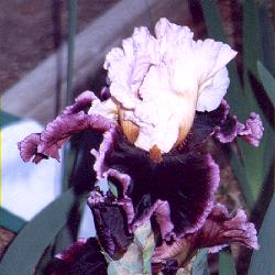 Cwiris11.JPG (14985 bytes)