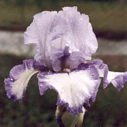 Cwiris2.JPG (12571 bytes)